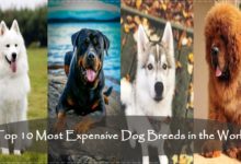 Expensive Dog Breeds